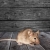 Martins Add Mice Removal by On The Go Services, LLC